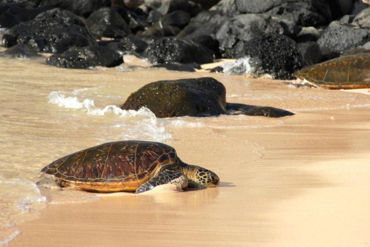 ラハイナ Kaleialoha 213ヴィラ エクステリア 写真